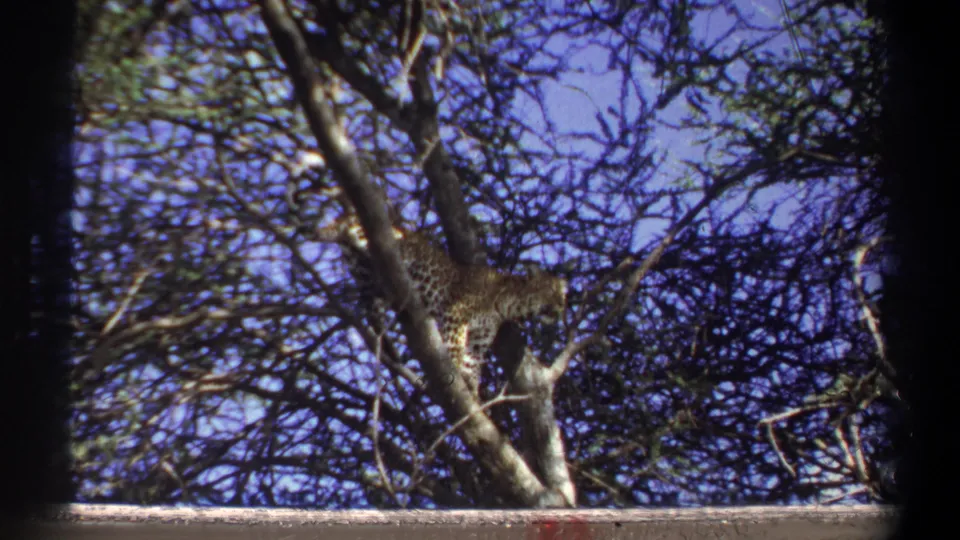 1969 Uganda 8mm frame of the leopard partly hidden among tree limbs, with handheld framing and visible gate border.