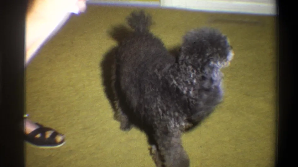 1973 home-movie frame showing a black poodle on green carpet with part of an adult foot in a sandal at the edge.