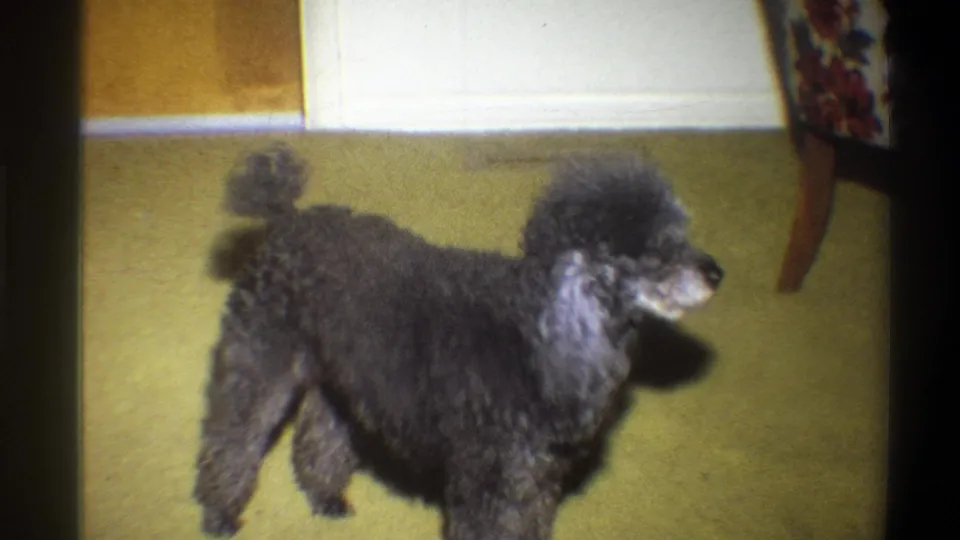 Black poodle seen in profile on a green carpeted floor inside the 1973 Troy home interior.