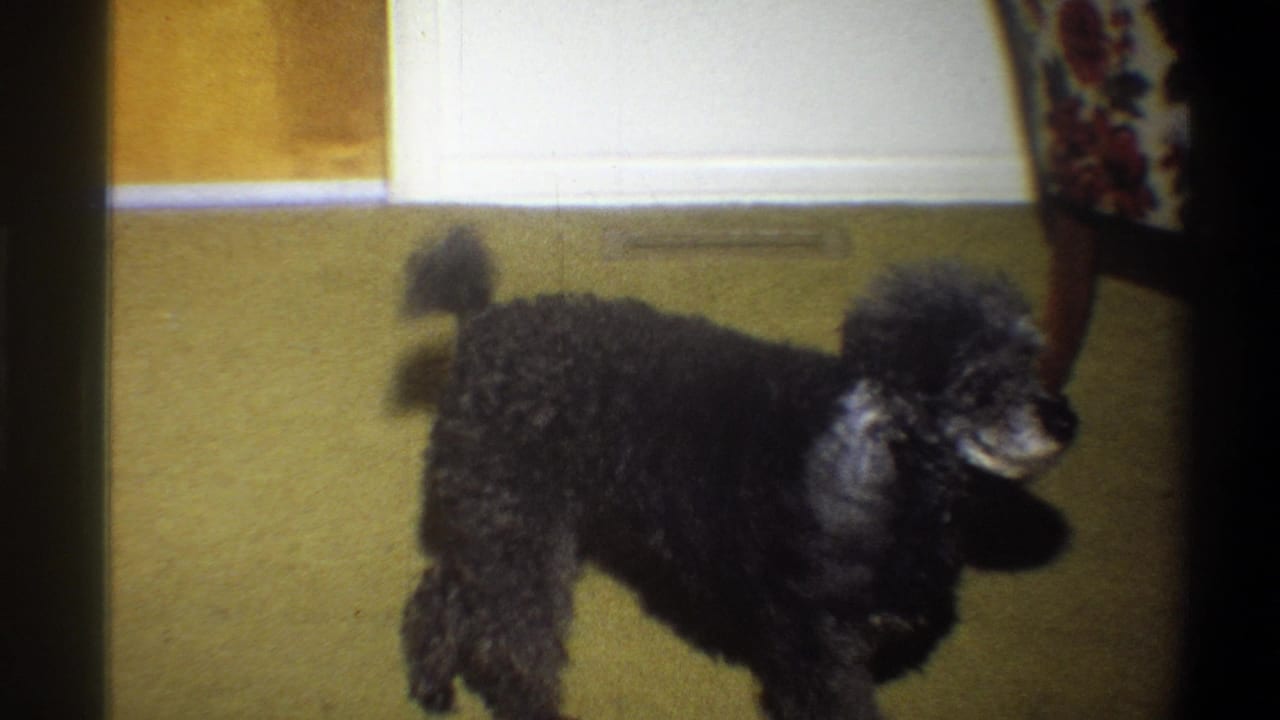 Black poodle with curly fur and pom-pom tail standing indoors on yellow carpet in 1973 Troy, New York home-movie footage.