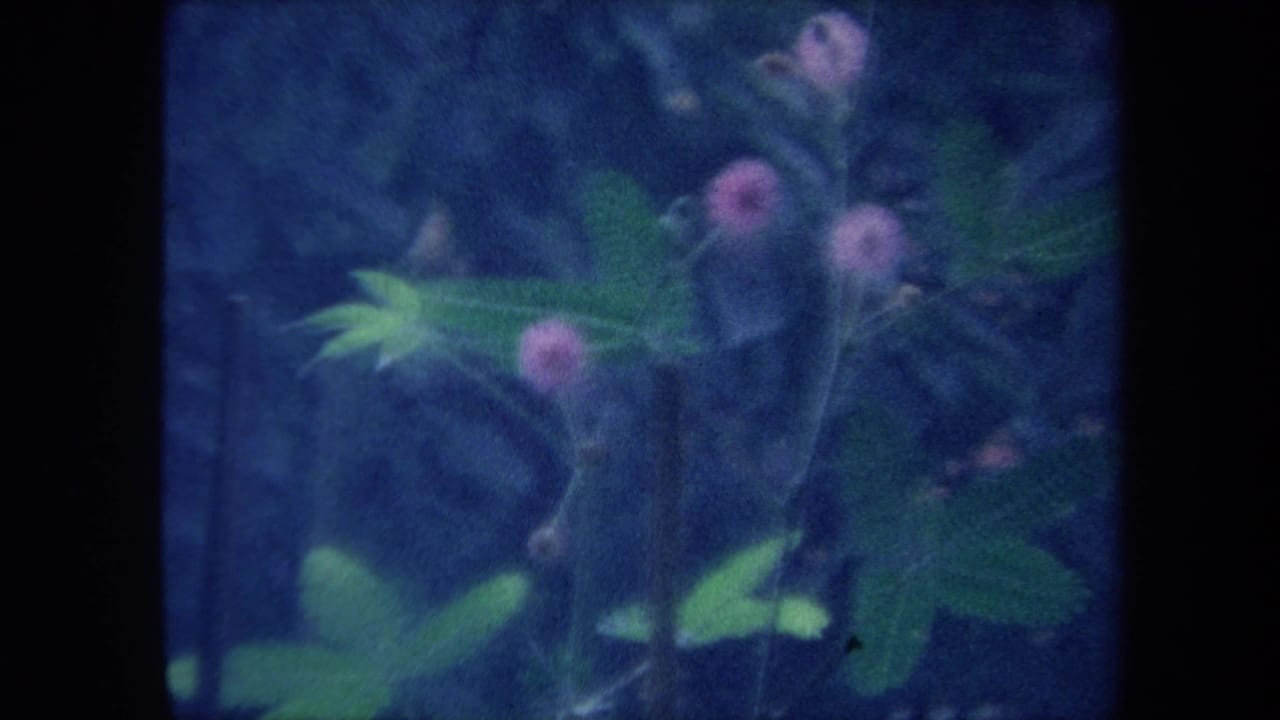 Close-up of pink globular wildflowers with green leaves, heavy blue-purple tint from aged 8mm film.