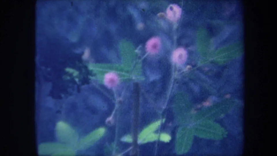 Multiple pink globular wildflowers with green stems and leaves, 8mm home movie circa 1959, with strong blue-purple dye-age shift.