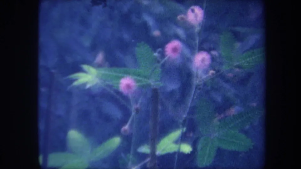 Pink globular wildflowers on green stems filmed in 8mm circa 1959, Yucaipa California, with blue-purple dye-age color cast.