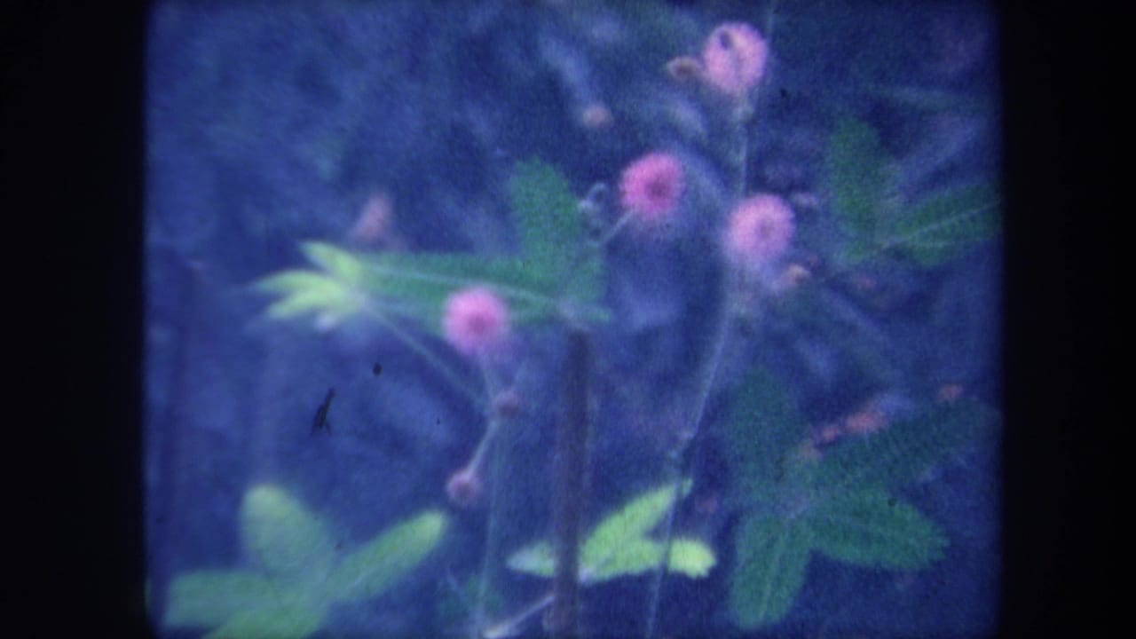 Close-up of small plant with pink globe-shaped flower heads and compound green leaves on aged 8mm film with blue-purple color cast.