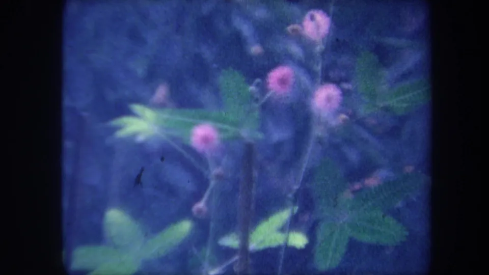 1959 Yucaipa, California 8mm home movie: close-up of small plant with pink globular flowers and compound leaves, strong blue-purple emulsion cast.