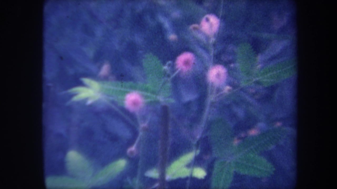 1959 California 8mm home movie frame: plant with pink globular flowers and compound leaves, slight camera or subject shift from opening frame.