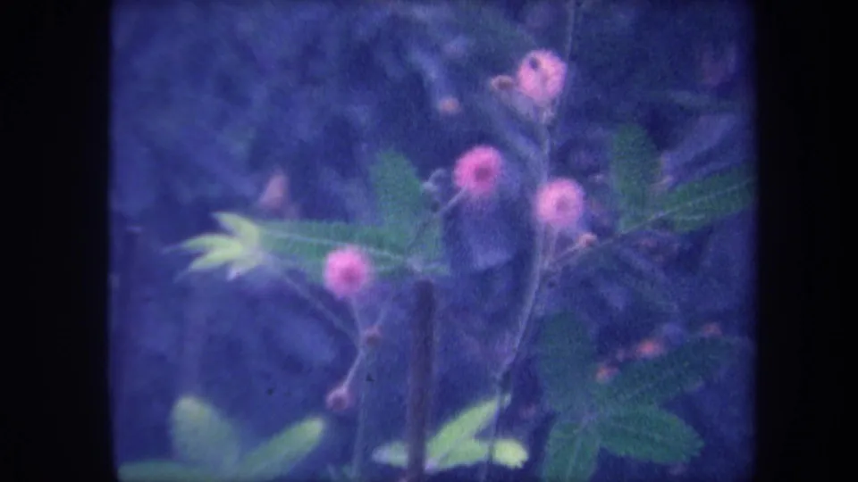 1959 Yucaipa, California 8mm close-up: plant with pink globe-shaped flowers and pinnate green leaves, subject position slightly shifted from prior frame.