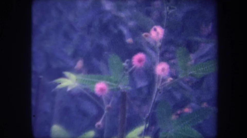 1959 California 8mm home movie final frame: pink-flowered plant with compound leaves, slight stem motion evident across the short sequence.