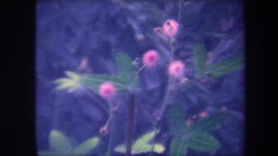 8mm close-up of flowering plants with pink globe-shaped heads and feathery green leaves; strong blue dye shift throughout; California circa 1959.