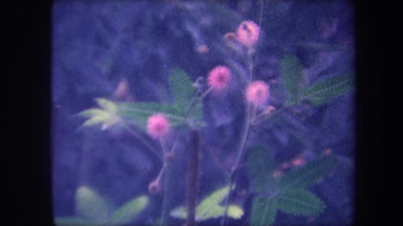 Continued close-up of the same pink flowering plant and feathery green leaves; deep blue film tint persists.