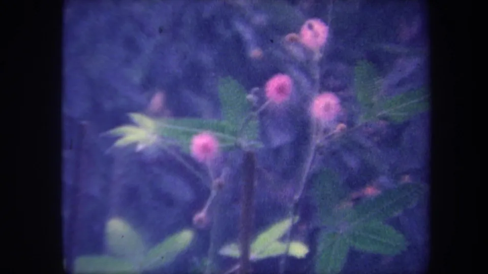 Third 8mm frame of the same flowering plant macro with consistent color degradation; plant stems and pink globular flowers visible; California circa 1959.