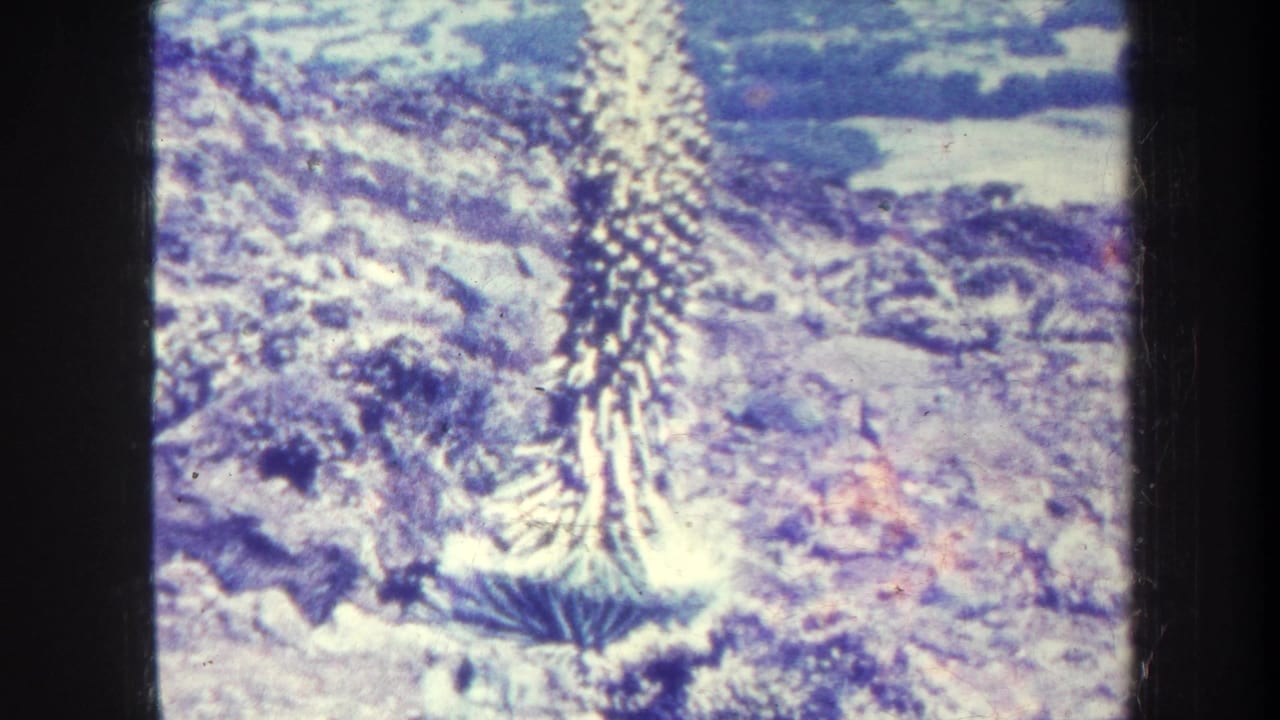 Tall spiky plant rising from rugged pale volcanic-looking terrain.