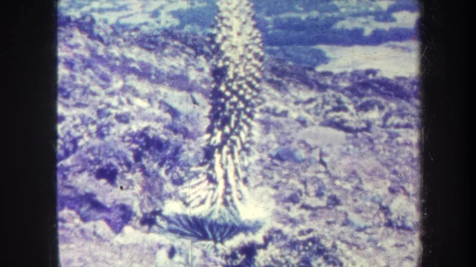 1967 Hawaii 8mm frame focused on a spiky highland plant with radiating leaves and textured volcanic-looking ground.