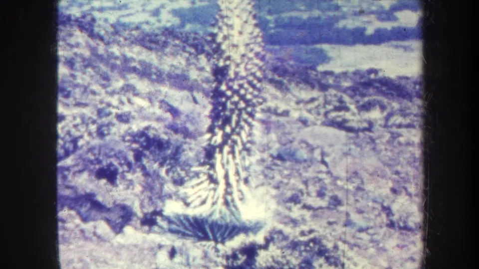 1967 Hawaii 8mm frame showing a spiky plant centered against rough terrain and a pale distant landscape.