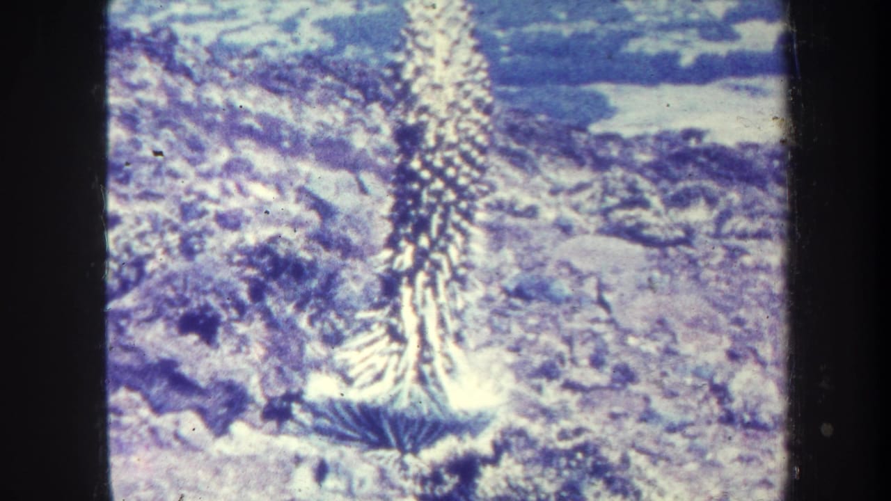 Spiky tropical plant against rocky terrain in a faded 8mm frame.