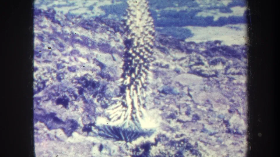 1967 Honolulu-area home-movie view of a tall spiky plant rising from rocky ground, with soft focus and blue color fading.
