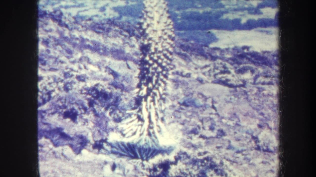 Spiky plant and rocky landscape repeated in a second 8mm frame.