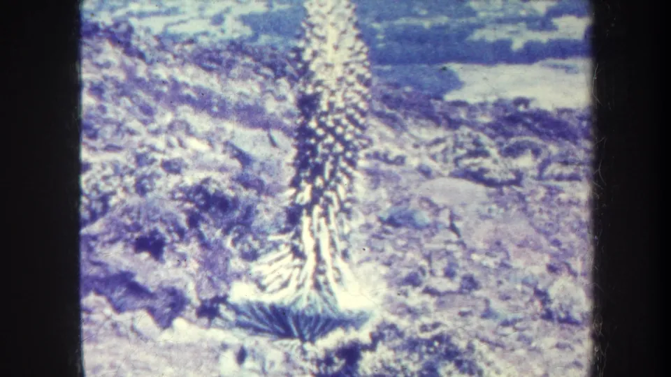 Faded 8mm Honolulu-area frame showing a tall spiky plant centered before rough pale terrain, with visible film borders.