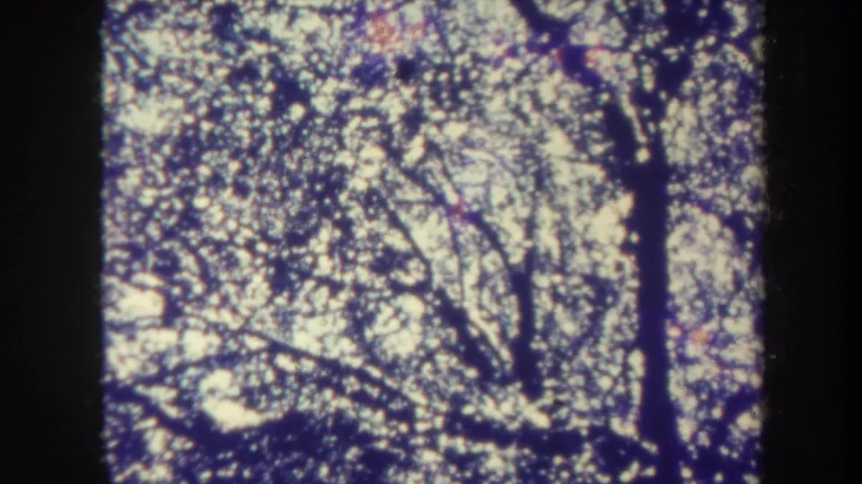 Handheld 8mm frame shifts from Honolulu harbor detail to dense leafy branches and dark tree trunks against bright sky.