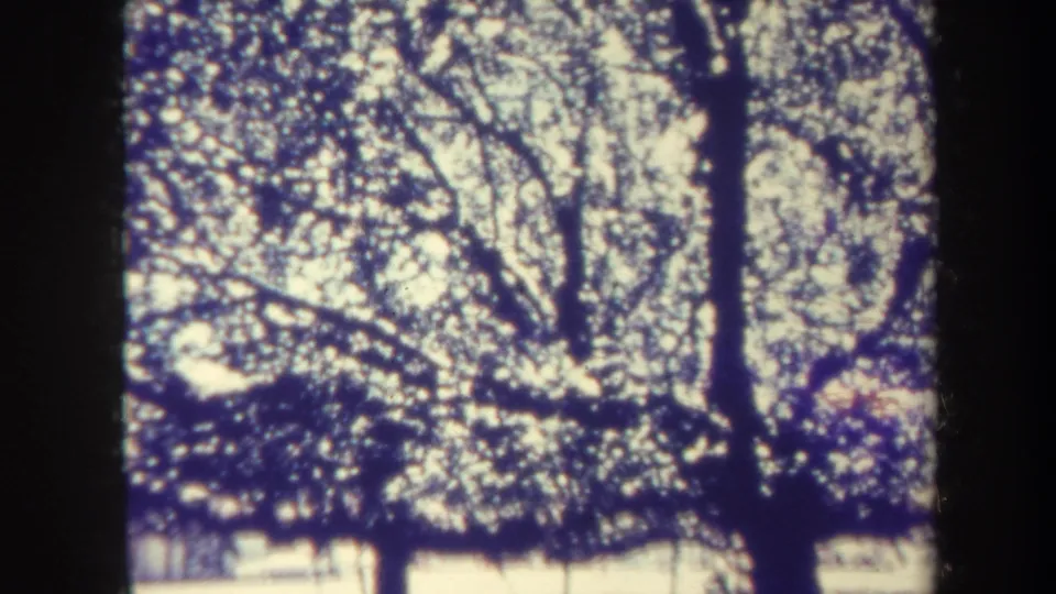 Final 1967 Honolulu home-movie frame shows dark tree trunks and leafy canopy silhouetted against a bright, washed sky.