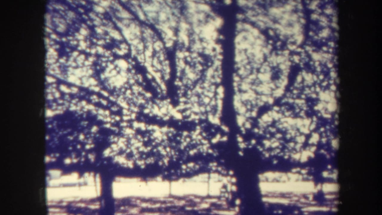 Tree trunks and bright flowering branches in a sunlit park.