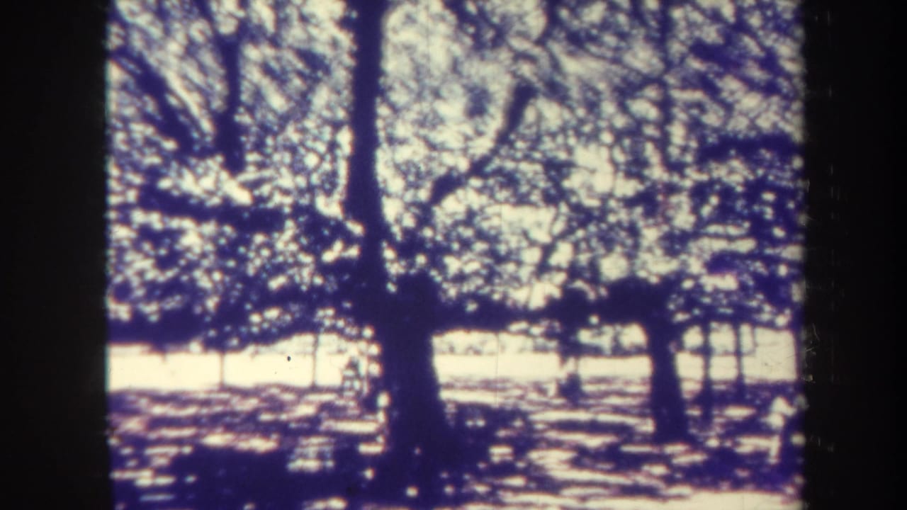 Large tree canopy and a small distant figure in a bright park.
