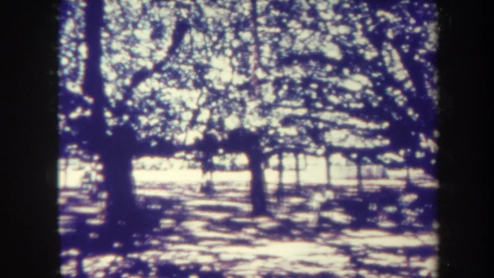 1967 Honolulu home-movie frame with dark tree trunks in front of a bright park lawn or path and mottled shadows beneath branches.
