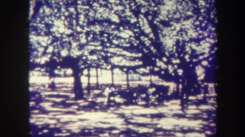 1967 Honolulu park scene showing dense branches, high-contrast sunlight, shadowed ground, and distant people near the trees.