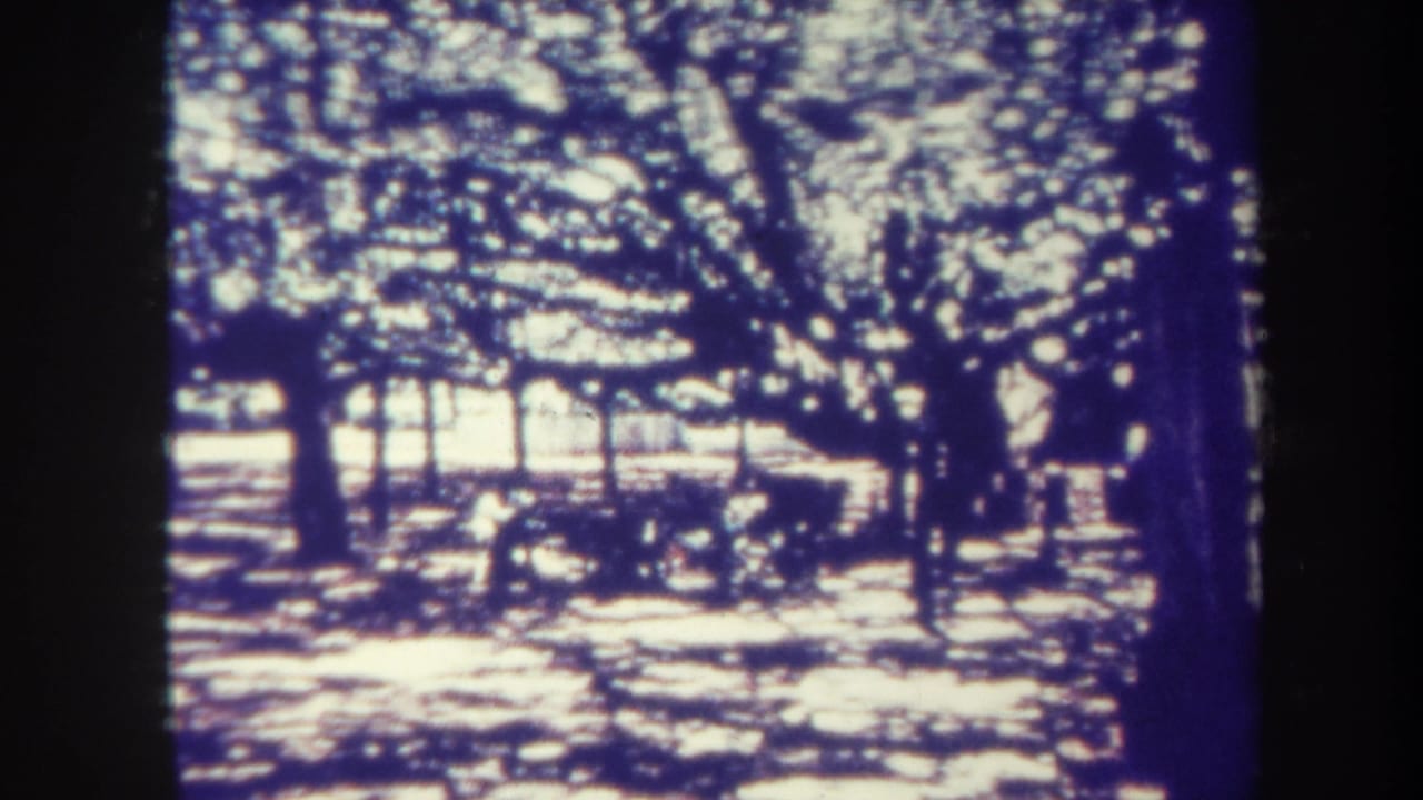 Sunlit trees casting dappled shadows across a bright park-like ground.