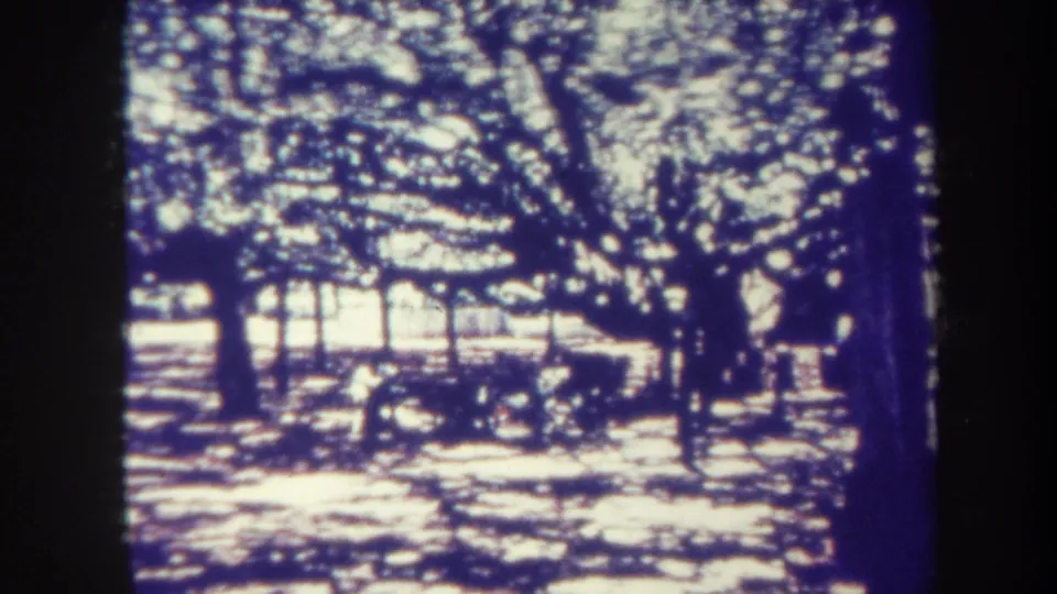 1967 Honolulu 8mm frame showing tall trees, dense branches, and high-contrast sunlight across shaded ground.