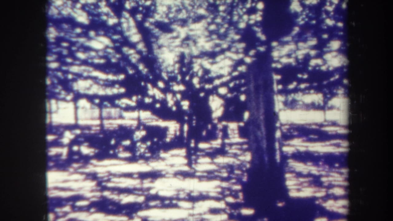 Trees and bright background with deep shade across the ground.