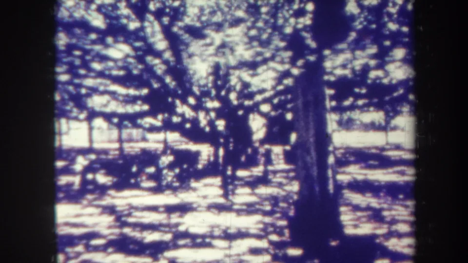 1967 Honolulu home-movie frame with tree canopy, dark trunk silhouettes, and bright sunlit areas beyond the shade.