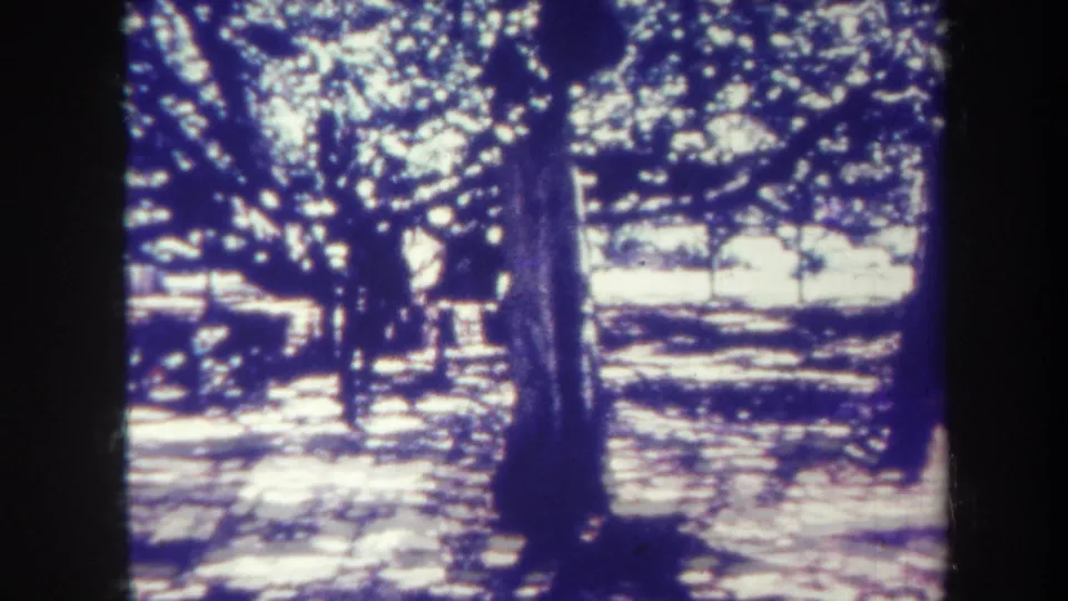 1967 Honolulu 8mm view of a prominent tree trunk, scattered sunlight, and possible park seating in the background.