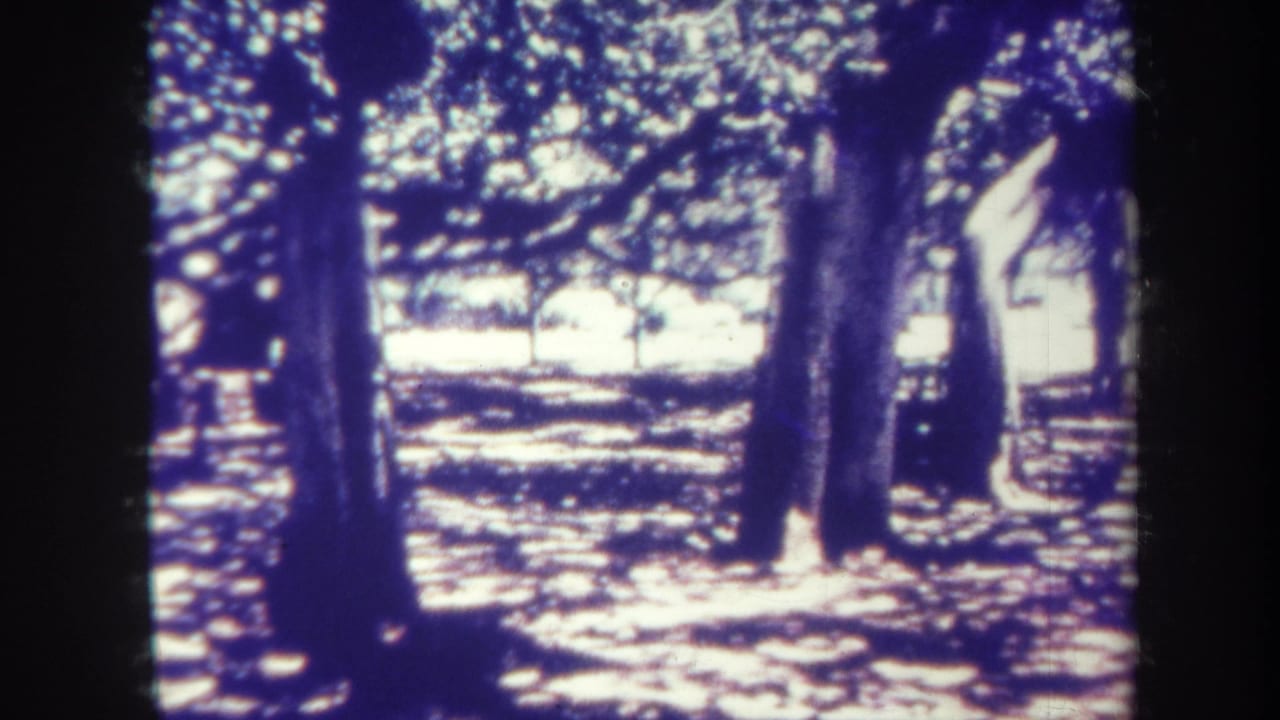Sunlit trees cast mottled shadows across a park ground with a bench at the edge.