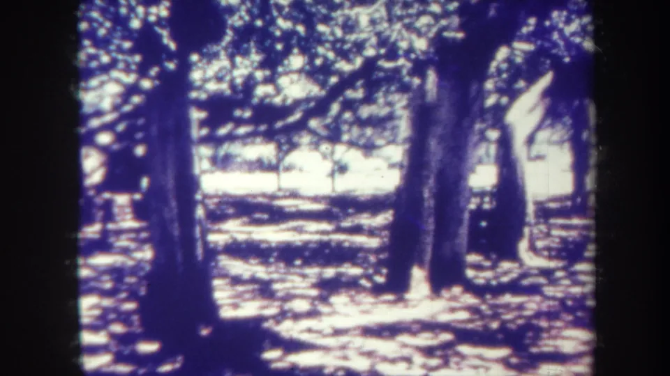 1967 Honolulu home-movie frame showing tall trees, dense shade, and bright patches of sunlight across a park-like ground.