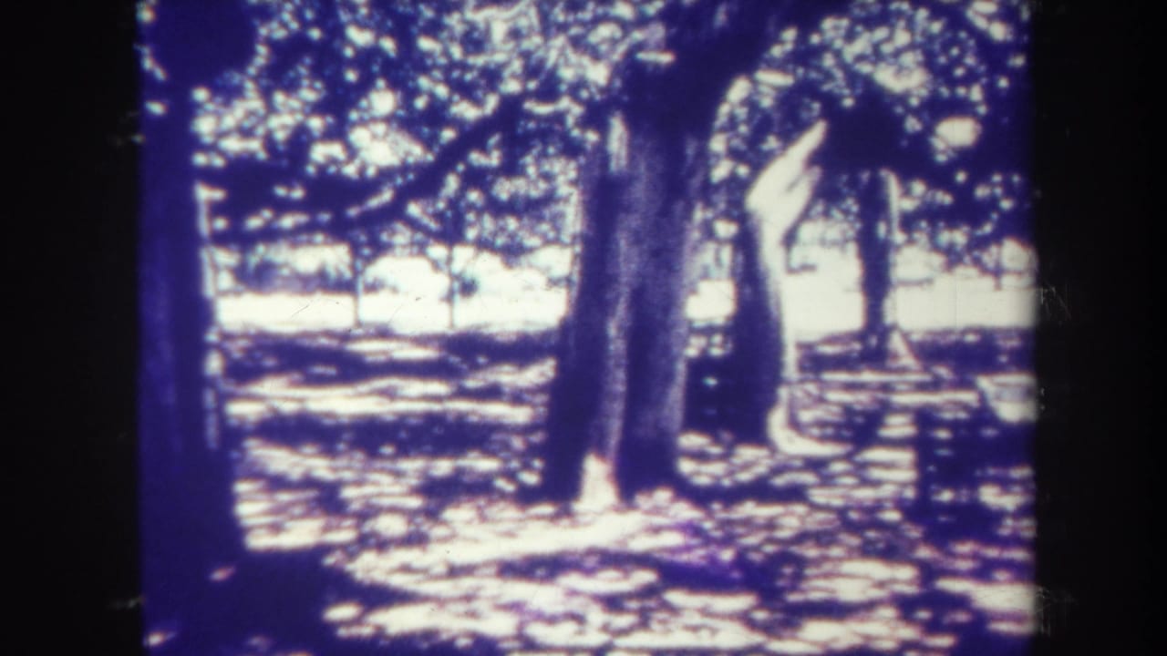 Tall trees and a shaded park area with a bench visible near the right side.