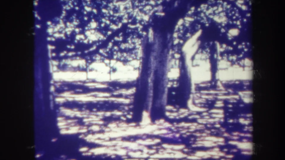 1967 Honolulu frame with mature trees, strong shadow patterns, and simple park seating under bright outdoor light.