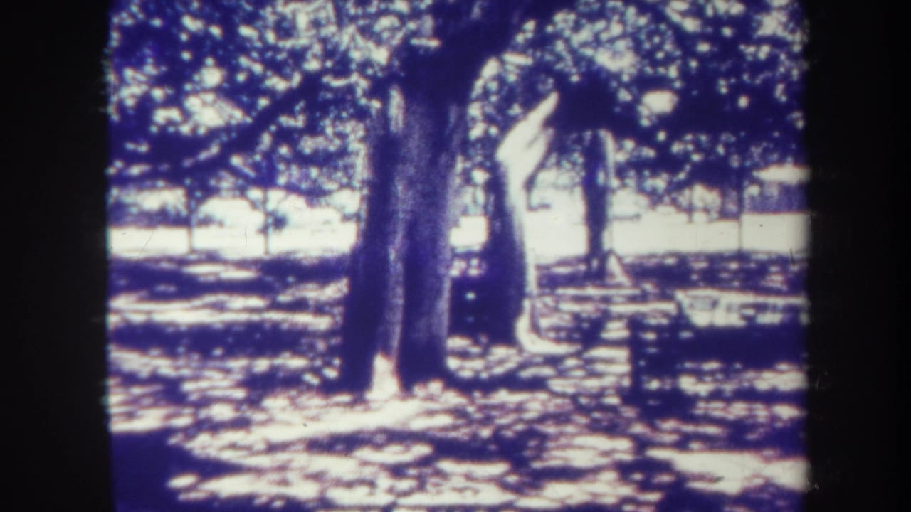 Sun-dappled park area with large trees and a bench-like object in soft blue 8mm color.