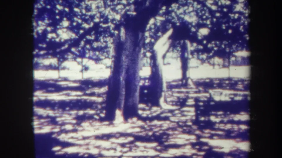 1967 Honolulu home-movie frame showing large shade trees, patchy sunlight, open ground, and a small bench-like object in soft focus.