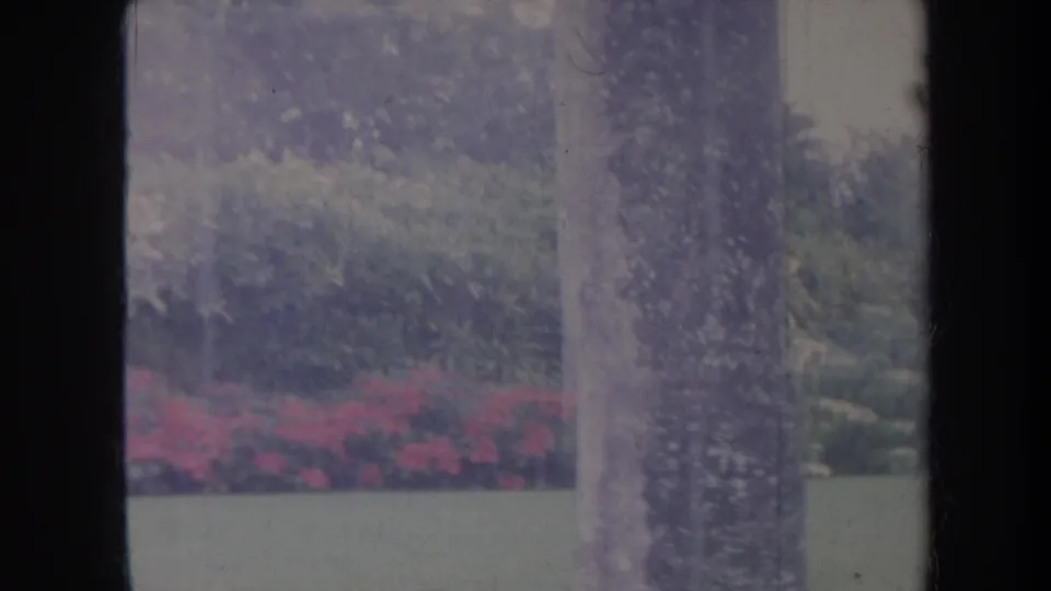 1967 Honolulu home-movie frame showing a tree trunk, lawn, red flower bed, and dense tropical greenery.