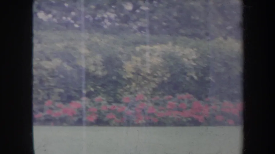 1967 Honolulu garden frame with red flowers, clipped grass, dense foliage, and soft scratched 8mm texture.