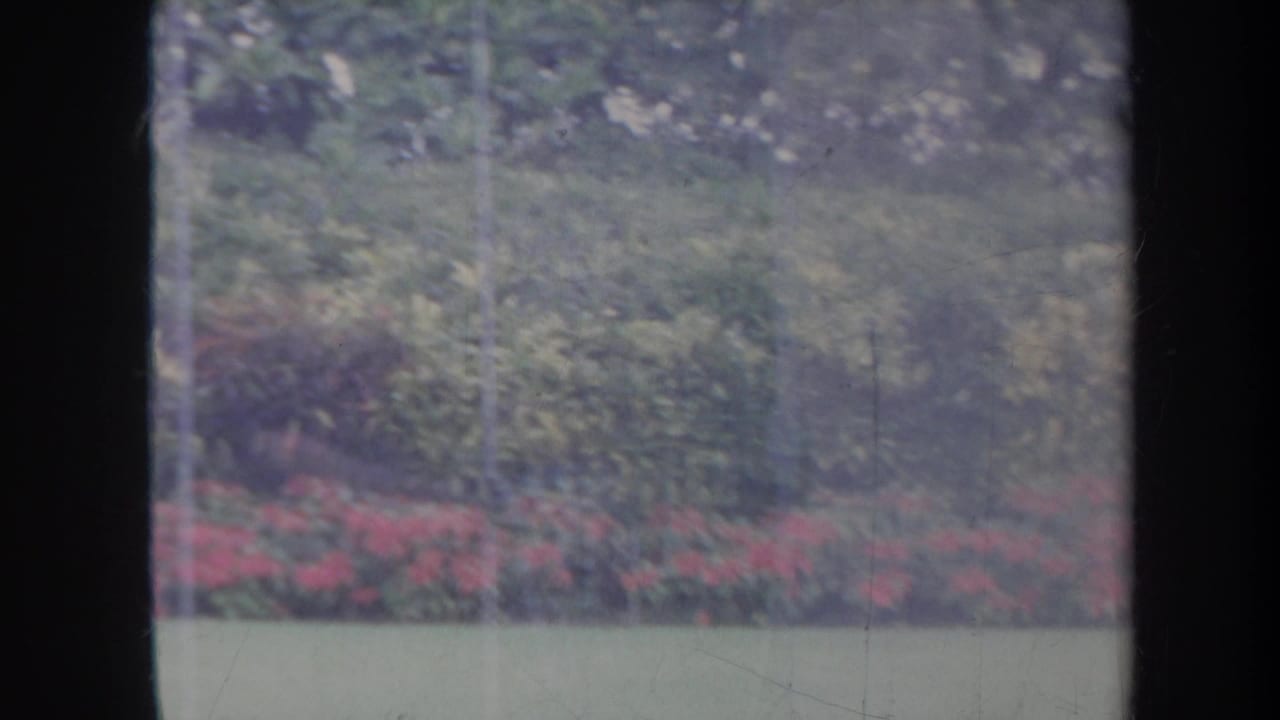 Window-framed view of red flowers, green lawn, shrubs, and trees.