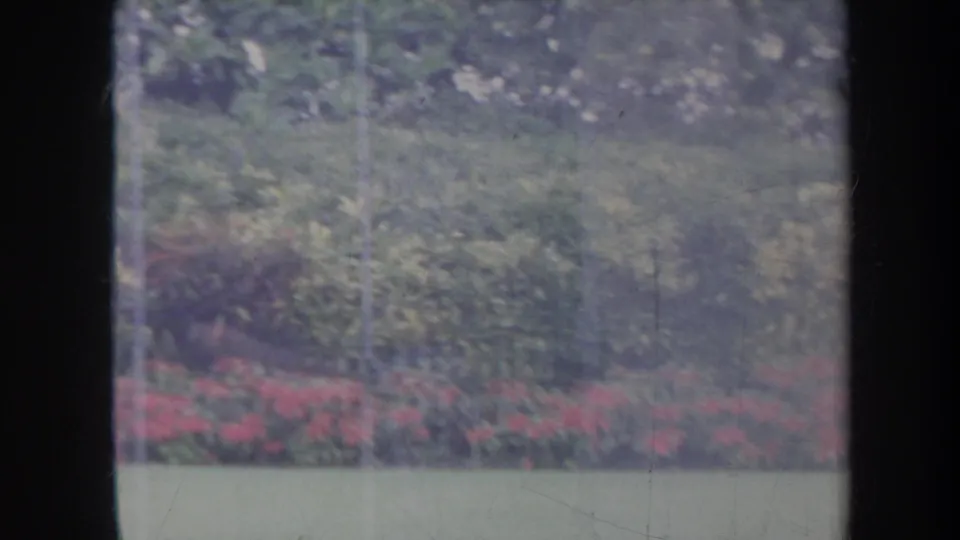 1967 Honolulu home-movie frame showing a garden through dark window mullions, with red flowers, green lawn, and dense greenery.