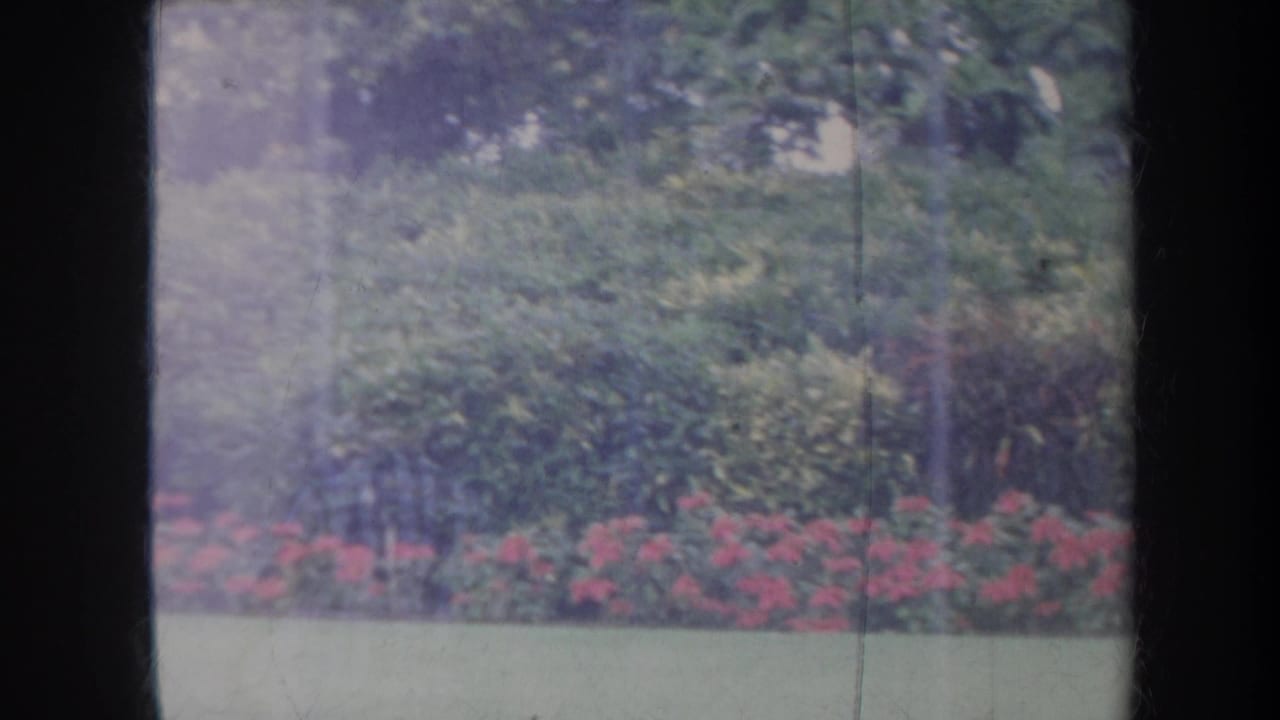 Red flowering hedge and dense green plants seen through a window frame.