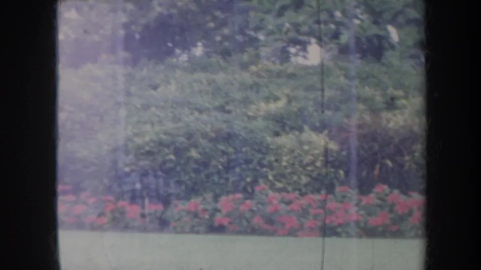 1967 Honolulu garden view through a dark vertical window frame, with red flowering shrubs and layered green foliage.