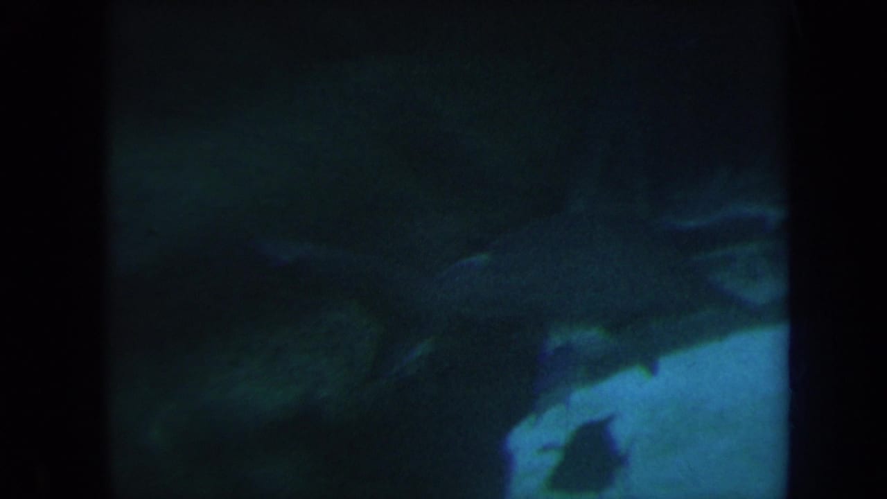 Hammerhead shark shape visible near simulated reef rocks in a blue aquarium tank.