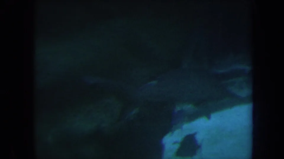 A hammerhead shark appears in a blue-green Honolulu aquarium exhibit, with reef-like rocks and dark tank framing visible through glass.