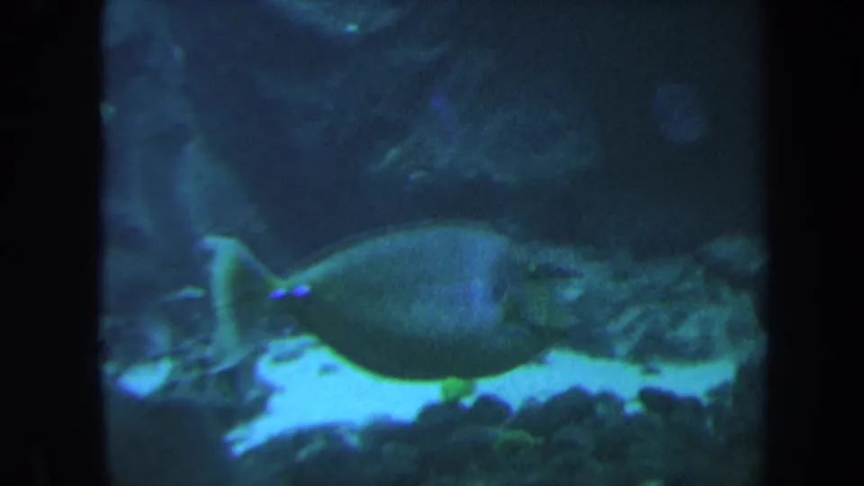 1967 Honolulu underwater frame showing a single tropical fish near pale sand, coral or lava rock, and blue-green reef water.
