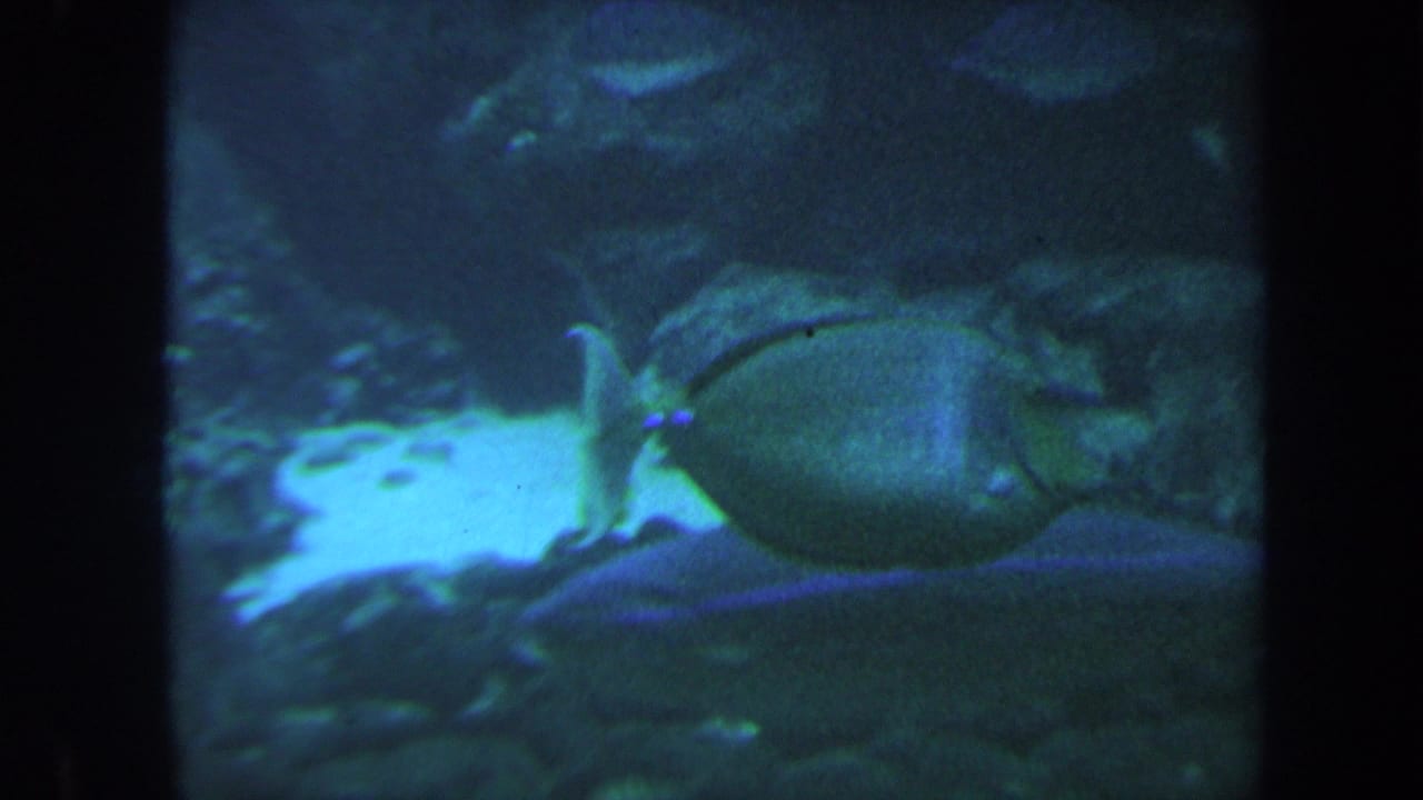 Large round fish near reef or aquarium rocks in blue-tinted 8mm footage.