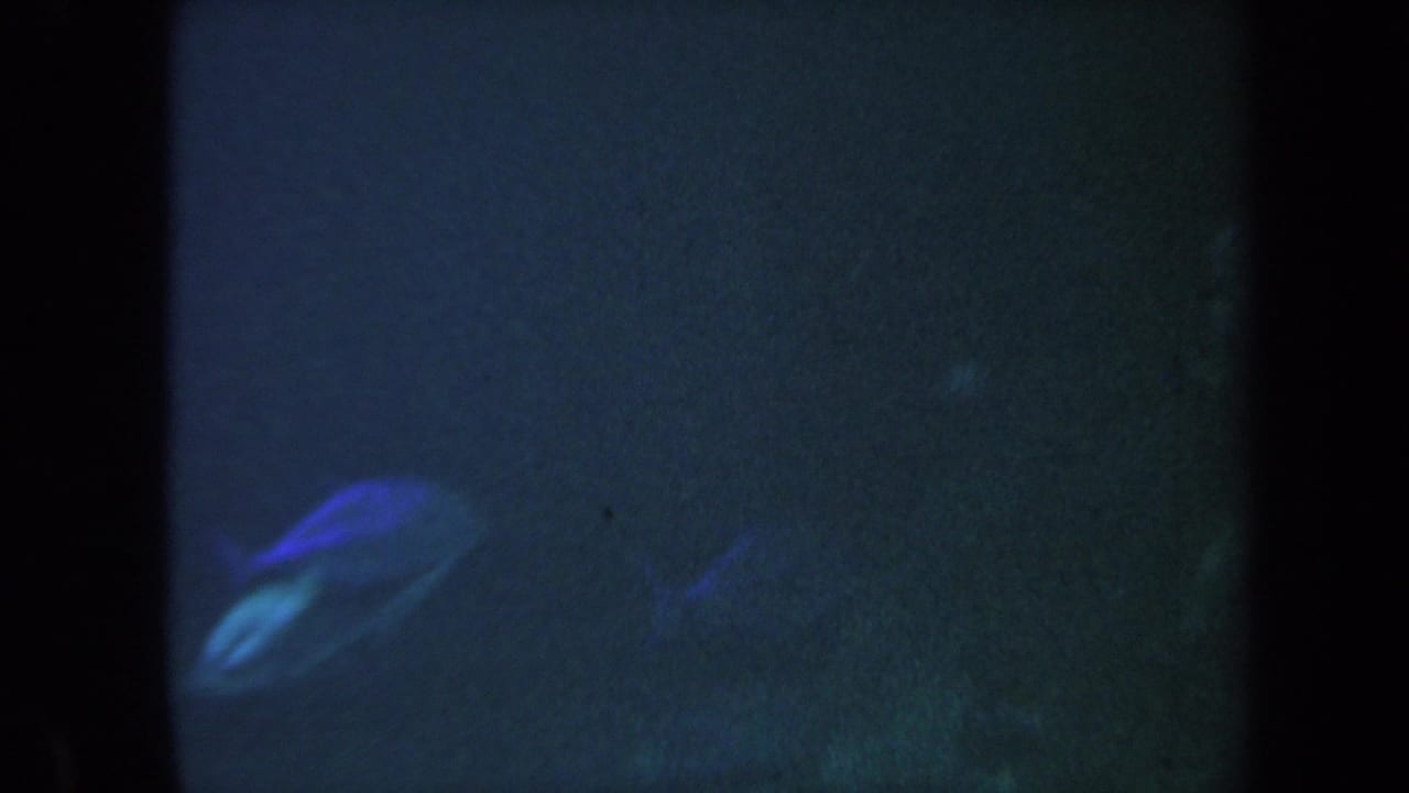 Small blue fish swimming through a dark underwater frame.
